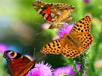https://musxk.tech/game/butterfly-slide